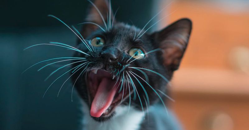 Excessive Vocalization Without Cause