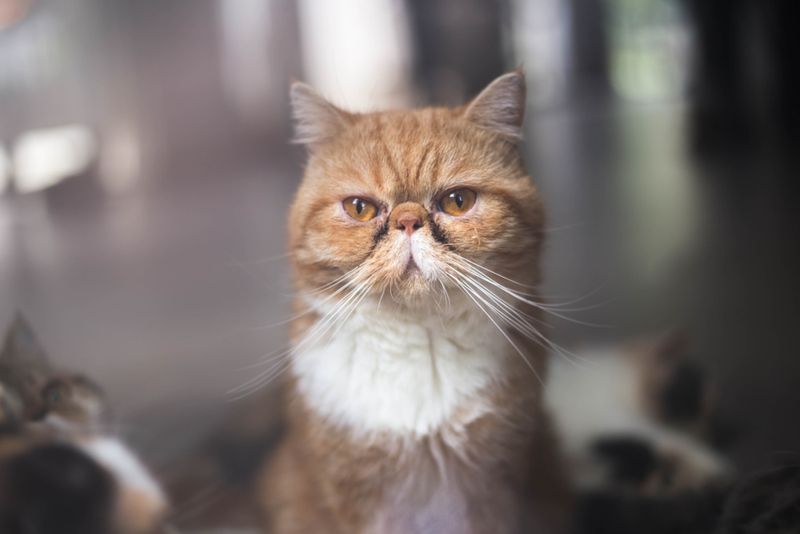 Exotic Shorthair