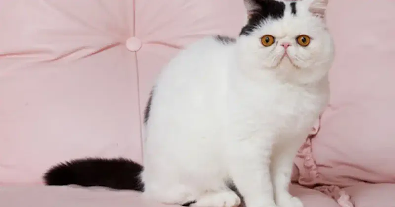 Exotic Shorthair