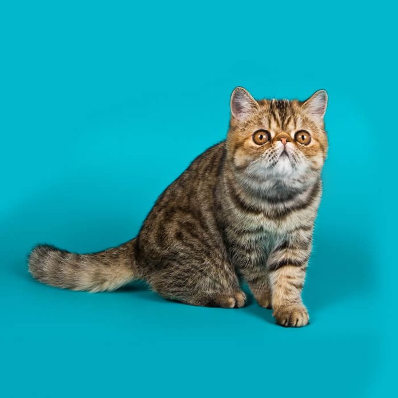Exotic Shorthair