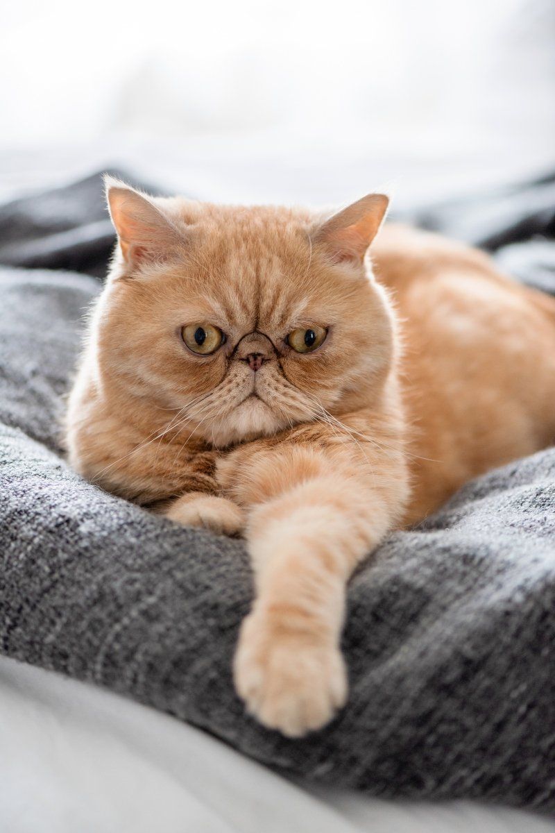 Exotic Shorthair