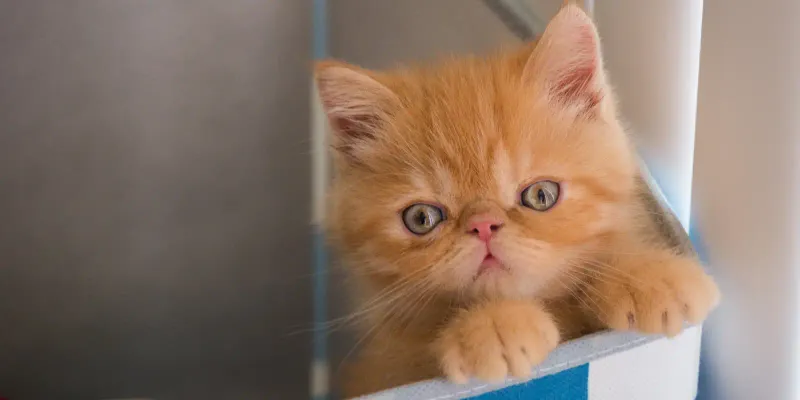 Exotic Shorthair