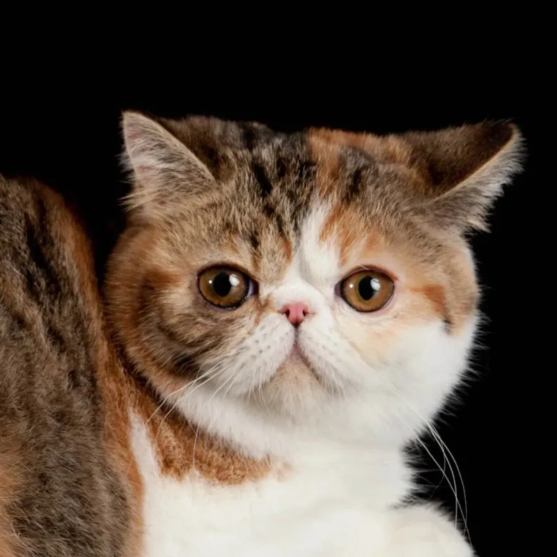 Exotic Shorthair