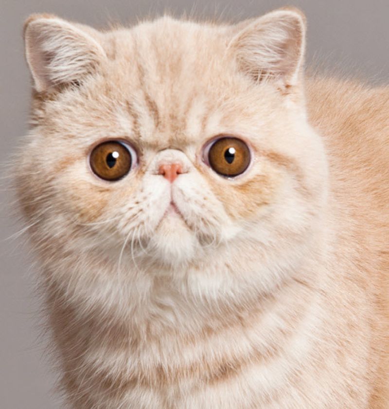 Exotic Shorthair
