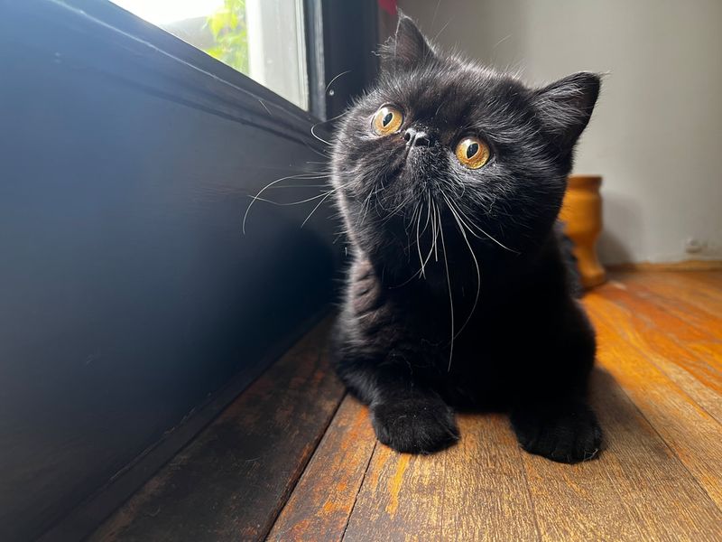 Exotic Shorthair