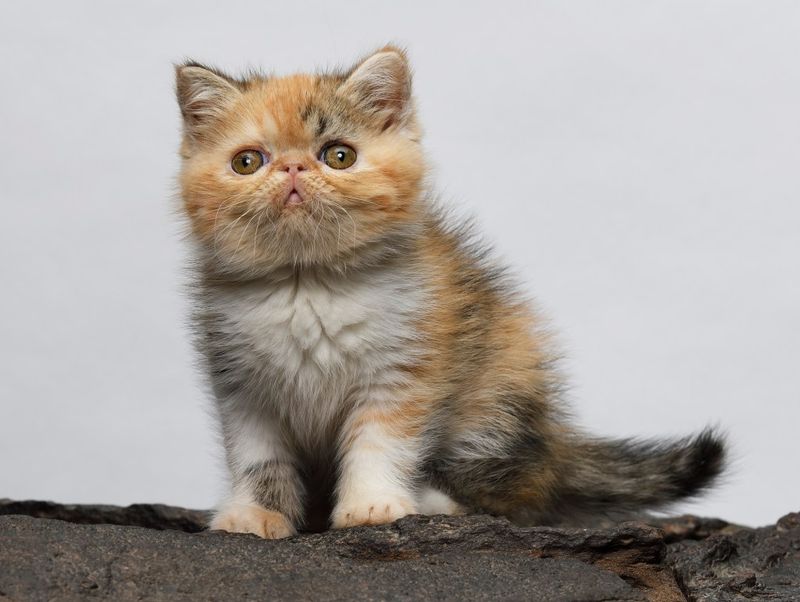 Exotic Shorthair