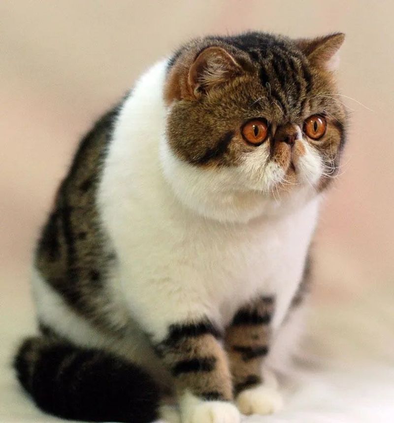 Exotic Shorthair