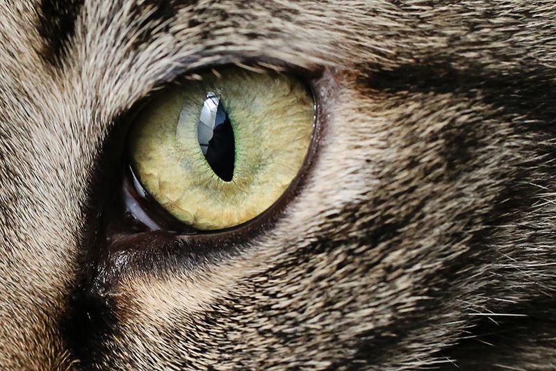 Expressive Eyes