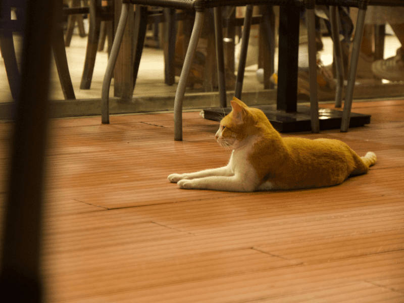 FIV-Positive Cats