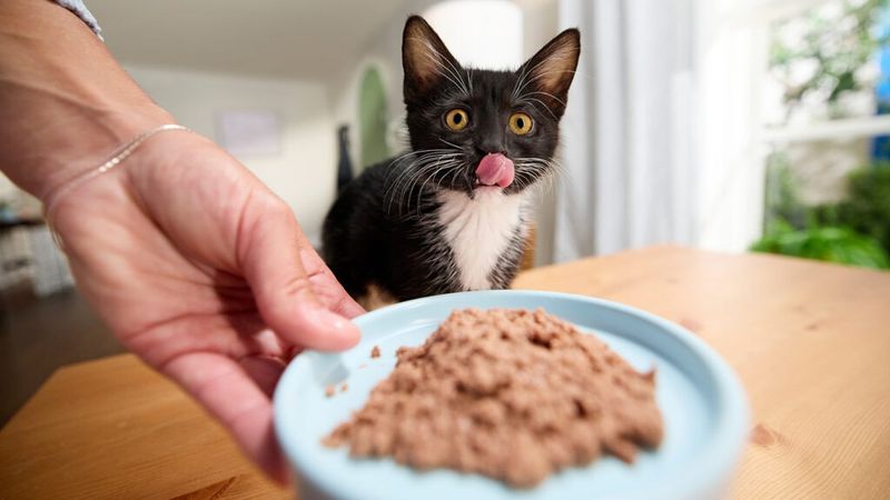 Feed Quality Kitten Food