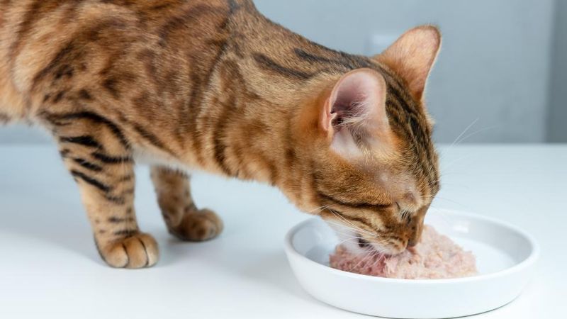 Feeding Only Dry Food