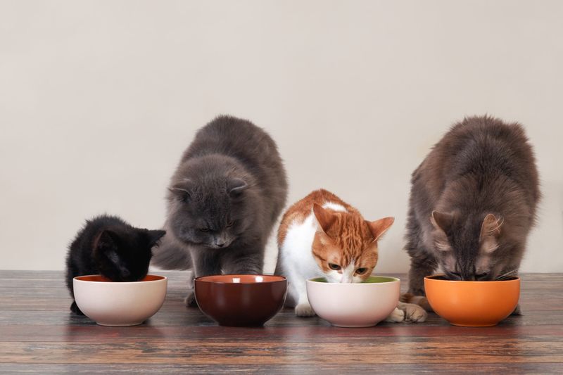 Feeding Rituals
