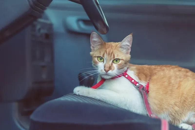 Feeling Secure During Car Rides