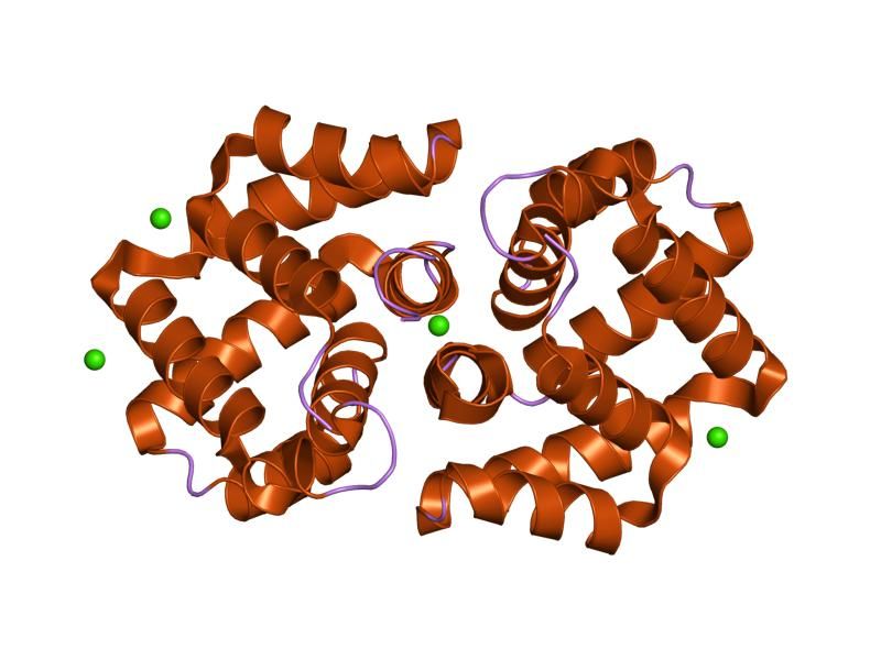 Fel d 1 Protein