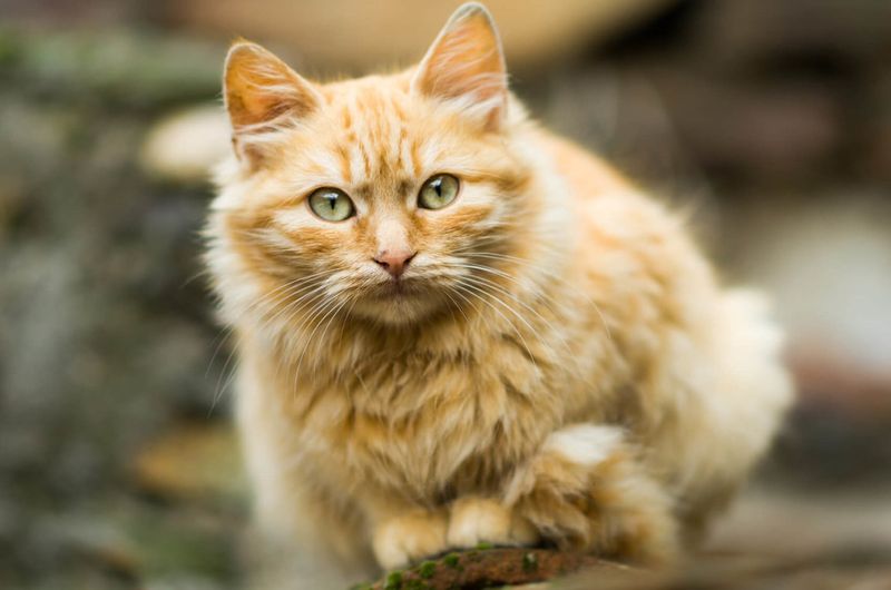 Feline Spirit Guides