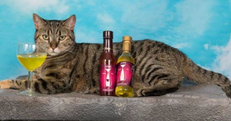 Feline Wine