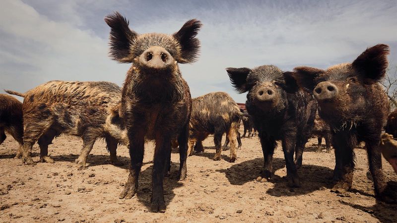 Feral Hogs