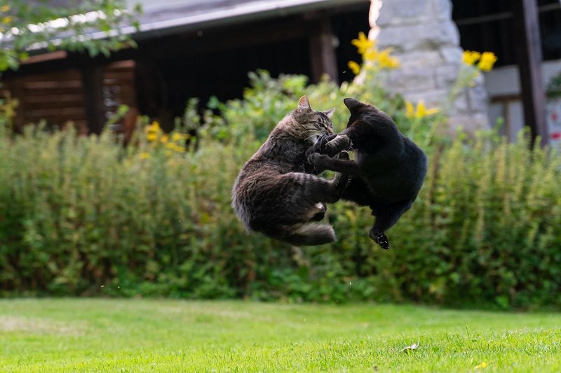Fights with Other Animals