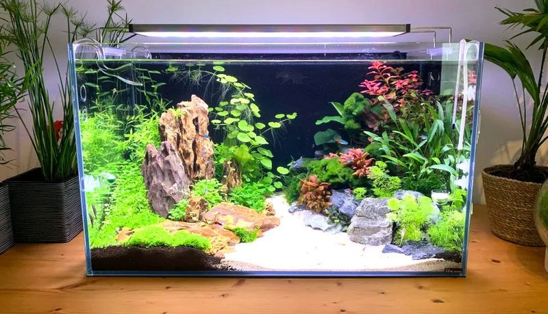 Fish for Low-Commitment Enjoyment