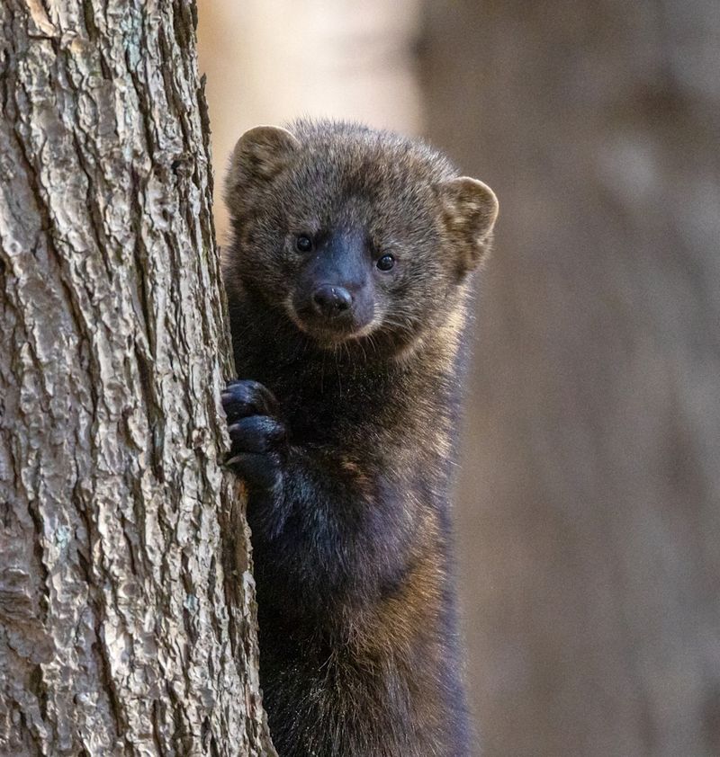 Fisher Cats