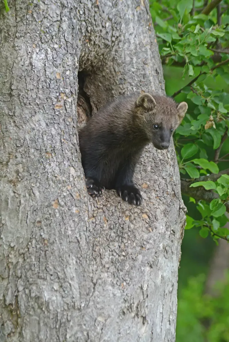 Fisher Cats