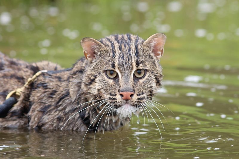 Fishing Cat