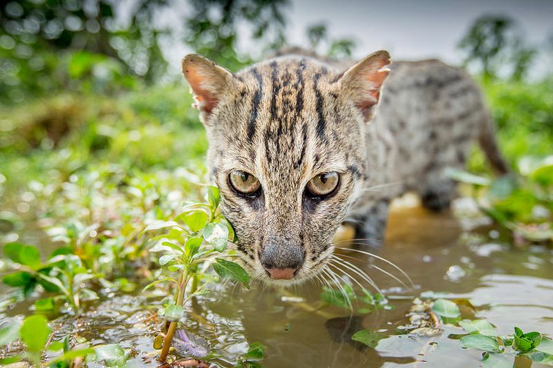 Fishing Cat (Prionailurus viverrinus)