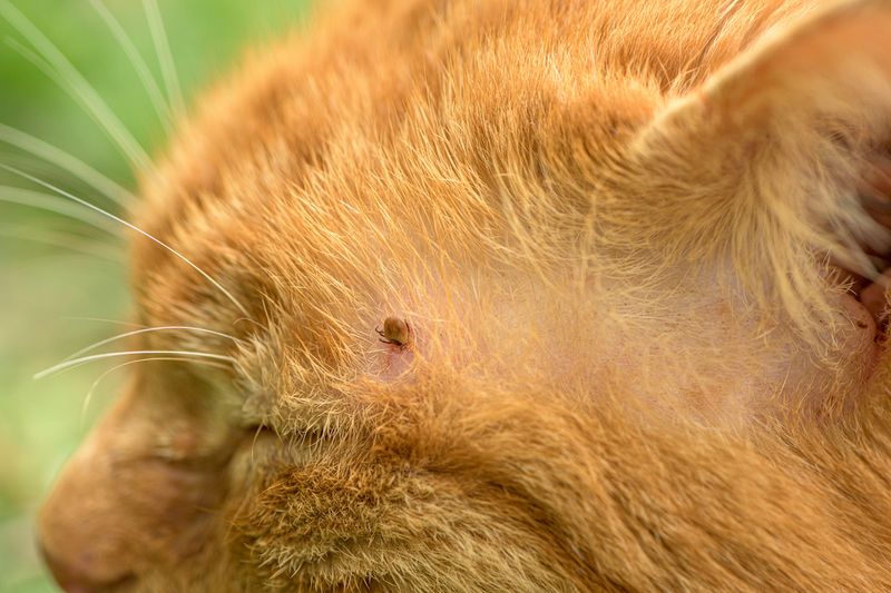 Fleas