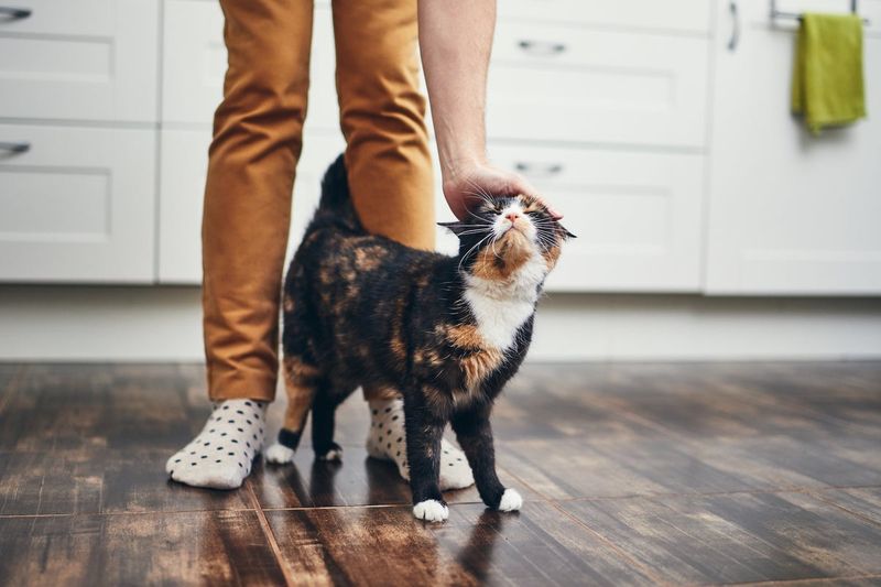 Following Their Owners