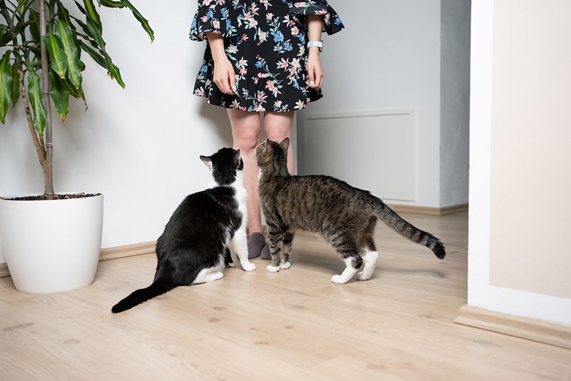 Following You Around