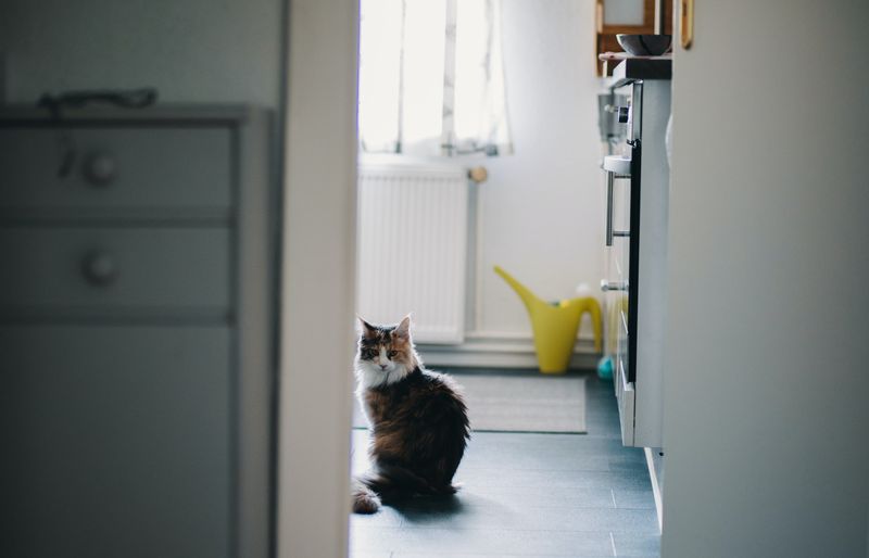 Following You to the Bathroom