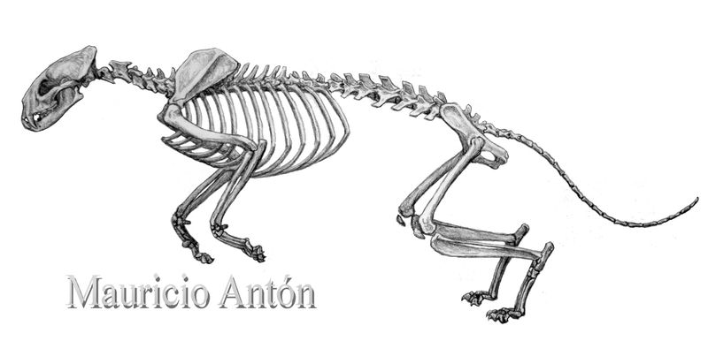 Fossil Discoveries