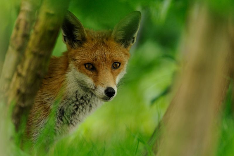 Foxes