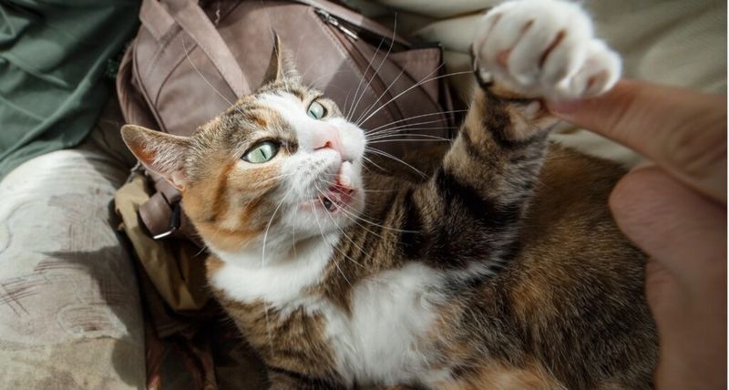 Frantic Play Sessions After Absence