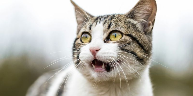Freedom From Loud Noises