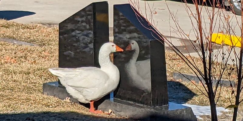 Geese
