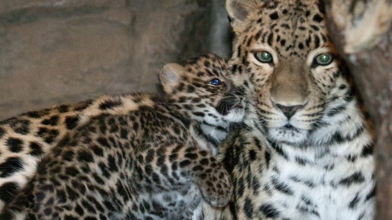 Genetic Diversity Concerns