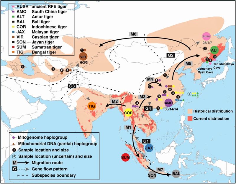 Genetic Studies and Divergence