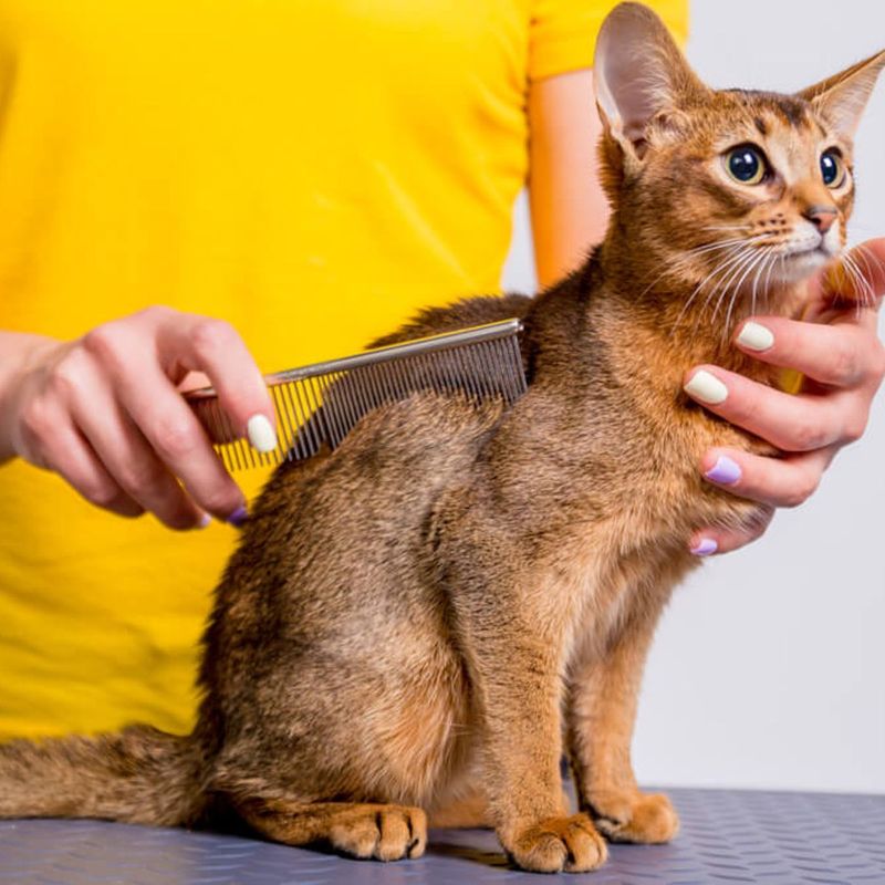 Gentle Groomers