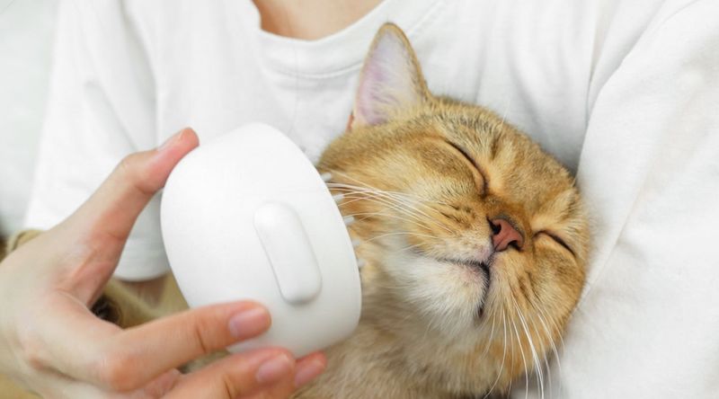 Gentle Grooming Sessions