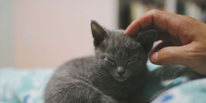 Gentle Handling Techniques