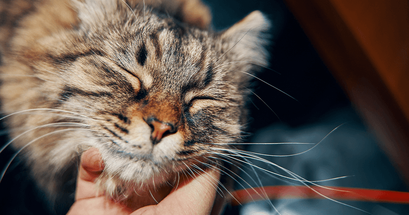 Gentle Physical Affection