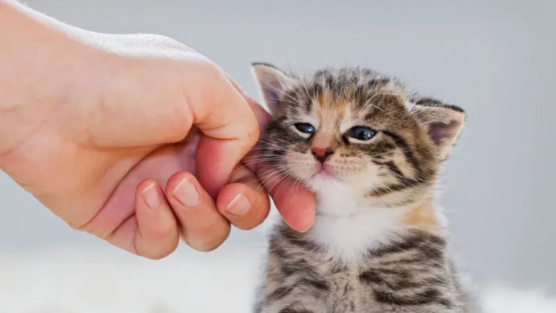 Gentle Physical Touch