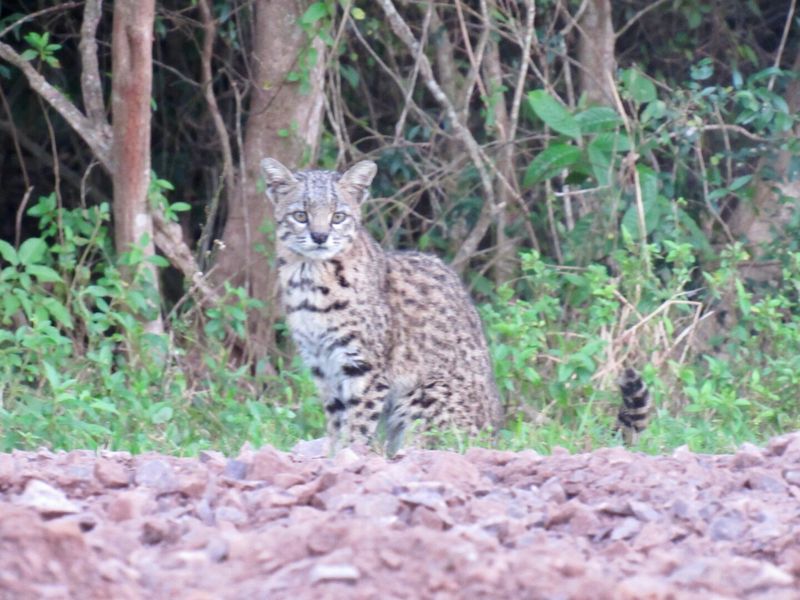 Geoffroy's Cat