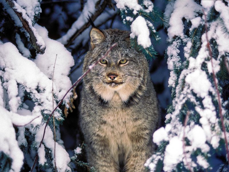 Ghost Cats of the North