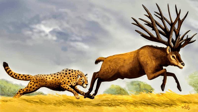 Giant Cheetah (Acinonyx pardinensis)