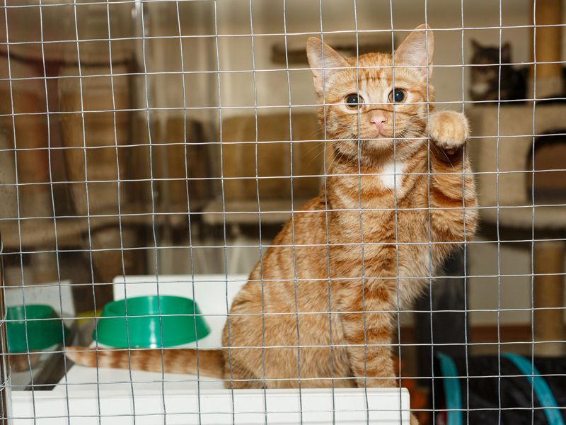 Ginger Cats