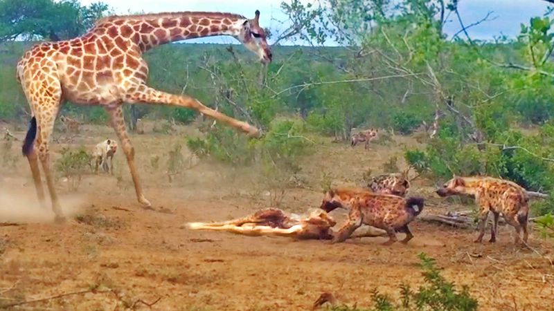 Giraffes