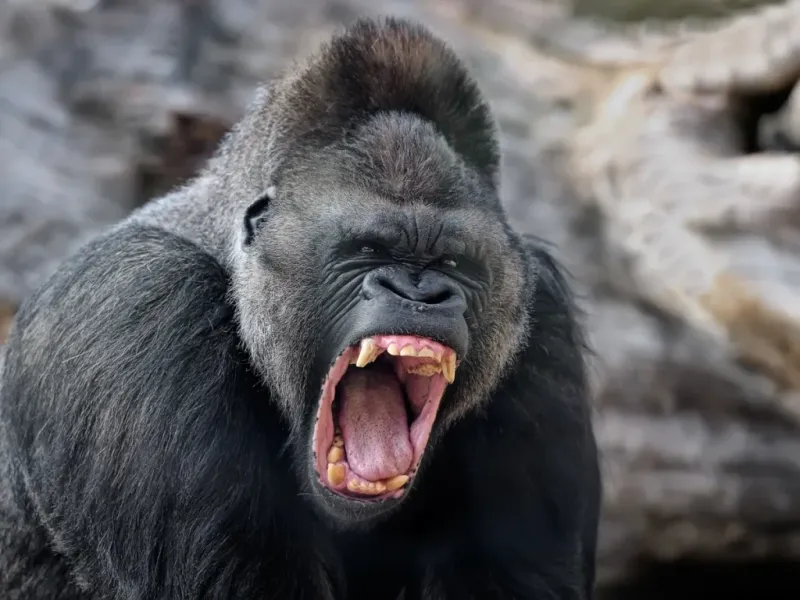 Gorilla