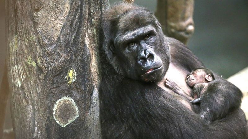 Gorillas